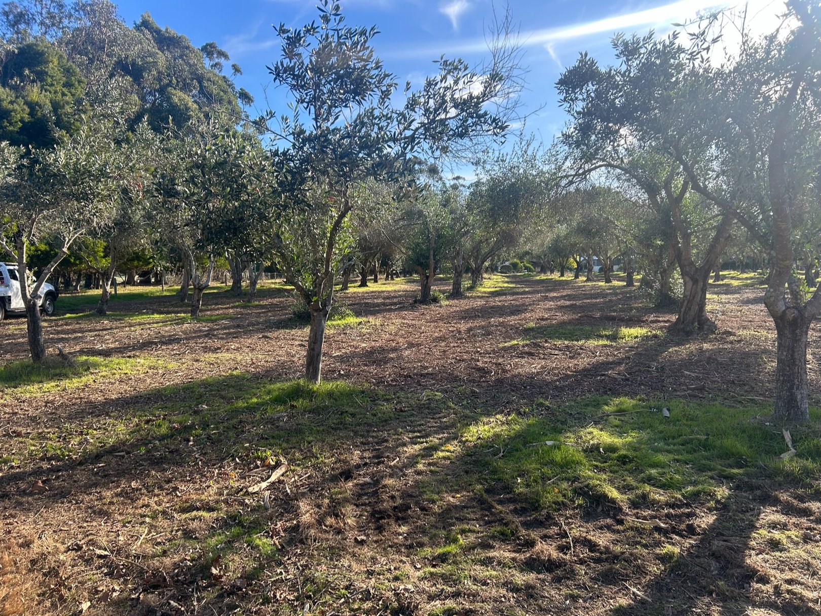 Vegetation Management