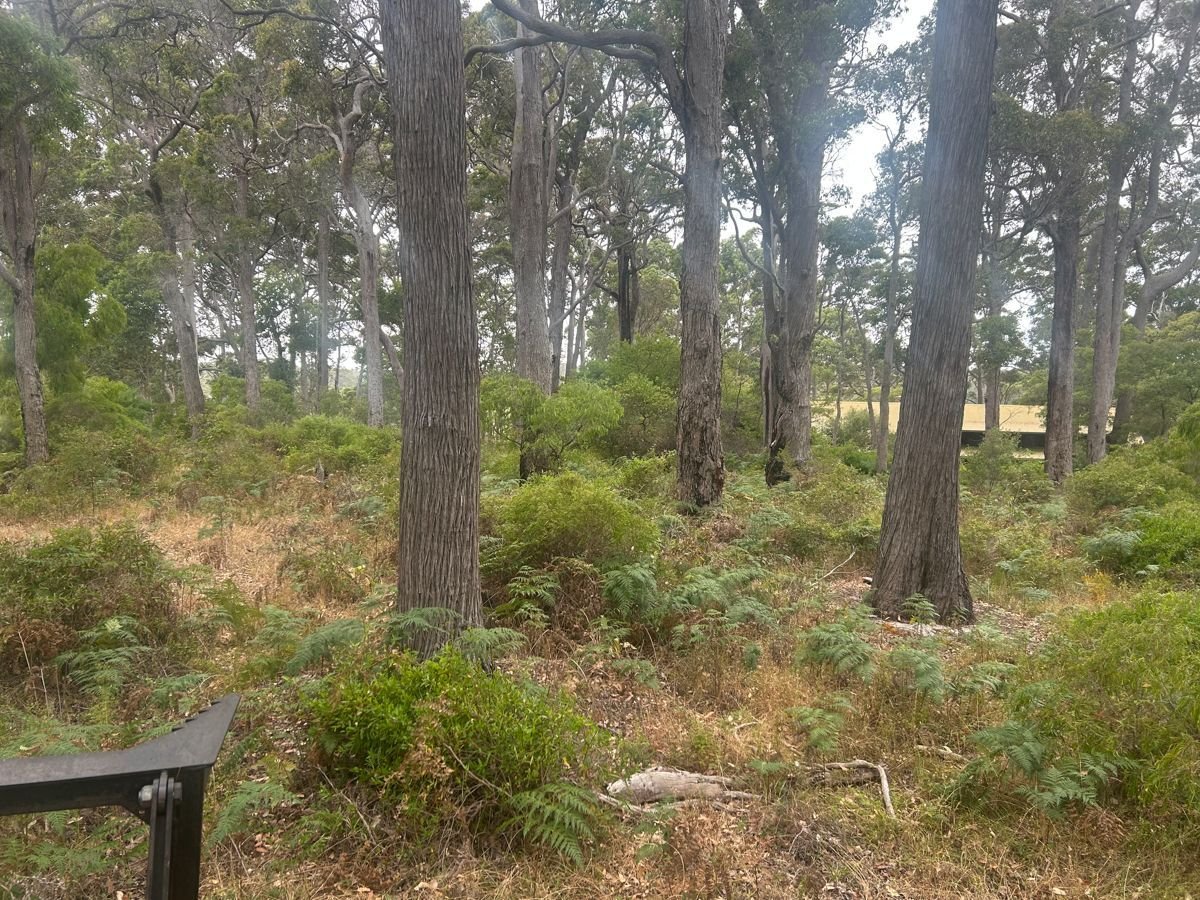 Overgrown bush to clean parkland before