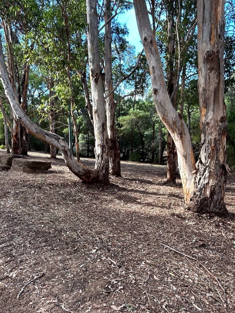 Tall timber with cleared understorey