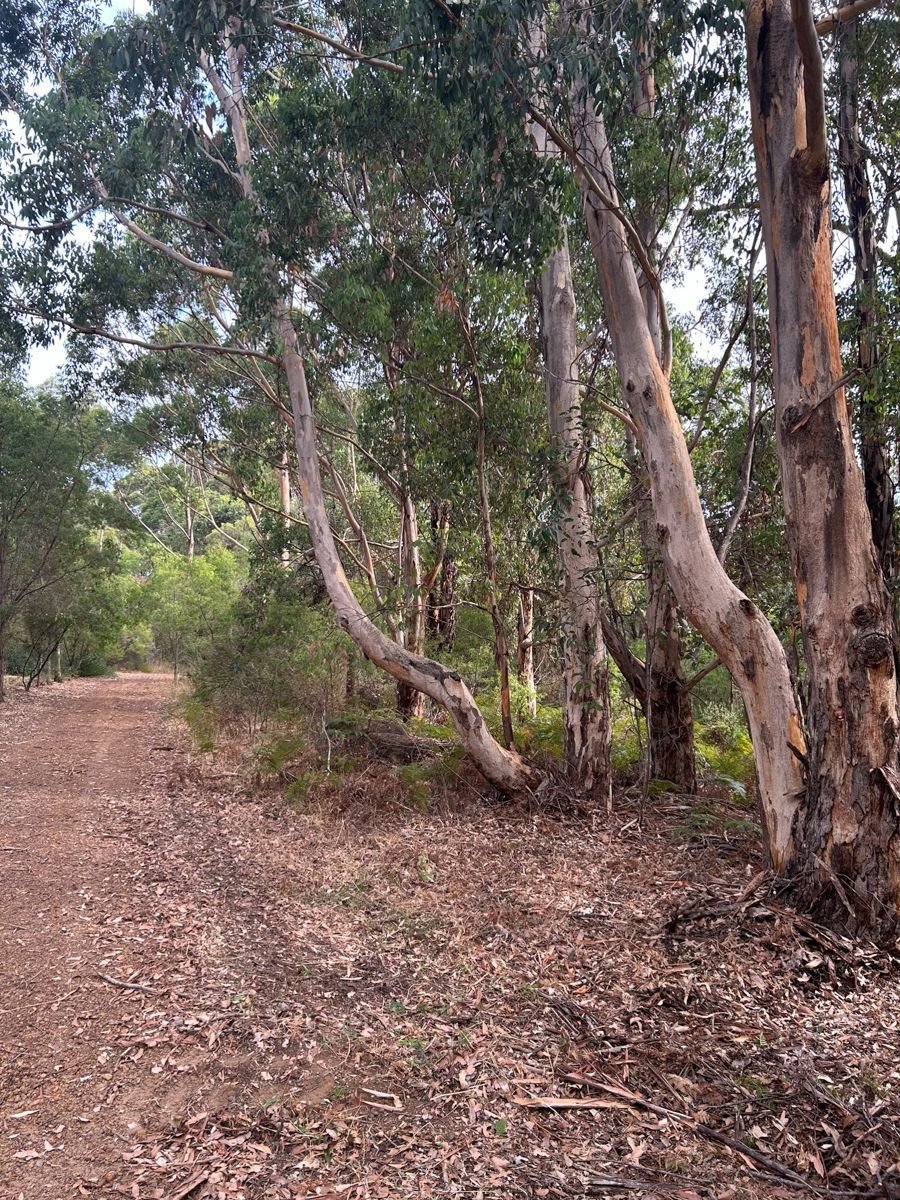 Tall timber, cleaner ground before